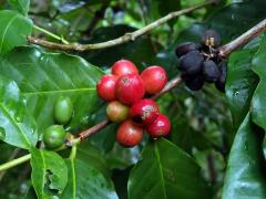 Kávovník arabský (Coffea arabica L.)