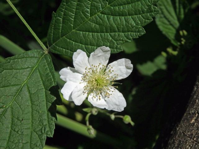 Ostružiník ježiník (Rubus caesius L.) s osmičetným květem (3)