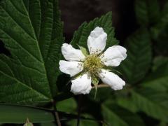 Ostružiník ježiník (Rubus caesius L.) s šestičetným květem (6)