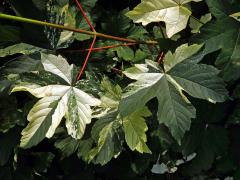 Javor klen (Acer pseudoplatanus L.) s panašovanými listy (3n)