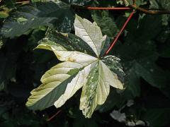 Javor klen (Acer pseudoplatanus L.) s panašovanými listy (3p)