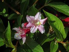 Atypický počet korunních lístků weigelie růžové (Weigelia florida (Bunge) DC.)