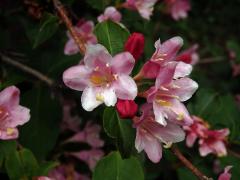 Weigelie růžová (Weigela florida (Bunge) DC.) s šestičetným květem (2)