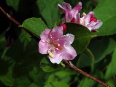 Weigelie růžová (Weigela florida (Bunge) DC.) s šestičetným květem (3)