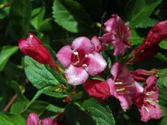 Weigelie růžová (Weigela florida (Bunge) DC.) s čtyřčetným květem (2)