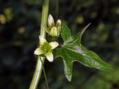 Posed dvoudomý (Bryonia dioica Jacq.) se čtyřčetným květem (2)