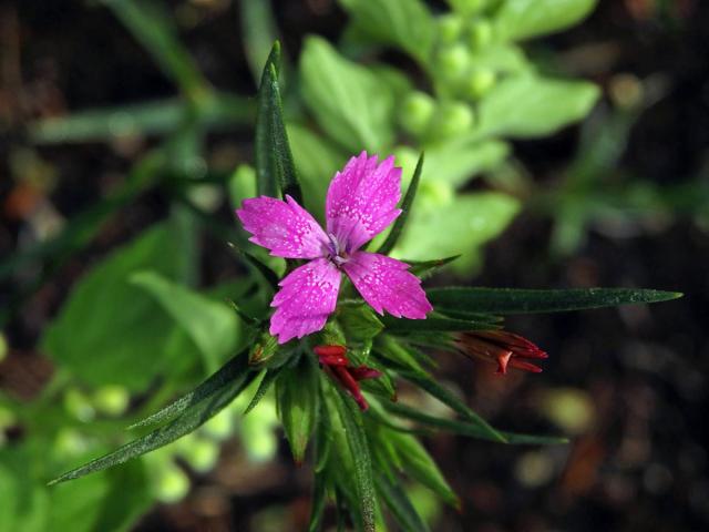 Hvozdík svazčitý (Dianthus almeria L.), čtyřčetný květ (4)