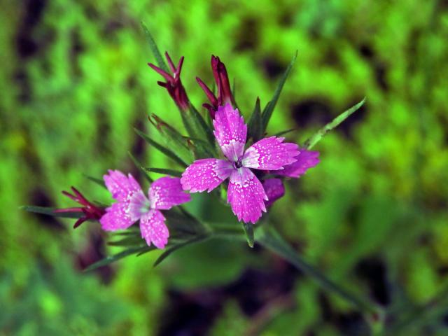 Hvozdík svazčitý (Dianthus almeria L.), čtyřčetný květ (6)