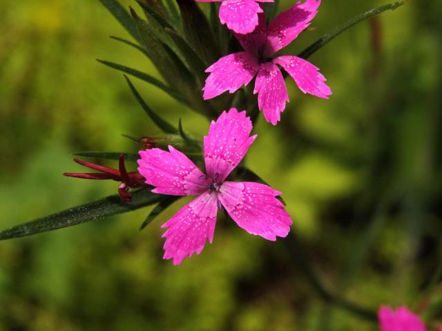Hvozdík svazčitý (Dianthus almeria L.), čtyřčetný květ (1)
