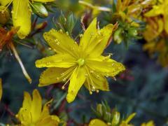 Třezalka tečkovaná (Hypericum perforatum L.), vícečetný květ (1)