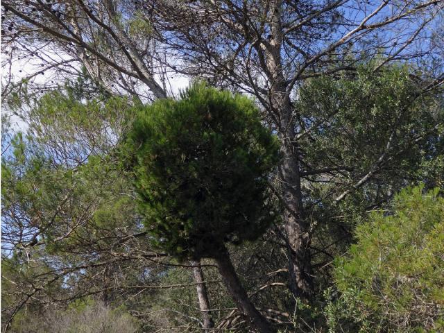 Čarověník na borovici halepské (Pinus halepensis P. Miller) (16)