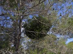 Čarověník na borovici halepské (Pinus halepensis P. Miller) (17b)
