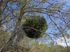 Čarověník na borovici halepské (Pinus halepensis P. Miller) (17c)