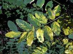 Trnovník akát (Robinia pseudoacacia L.) s panašovanými listy