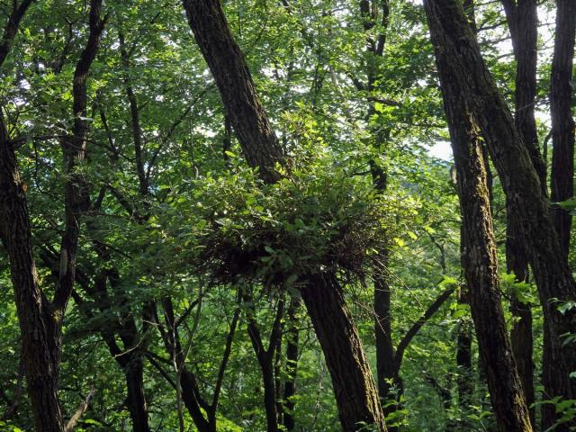 Čarověník na dubu pýřitém (Quercus pubescens Willd.) (1b)