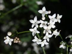 Svízel moravský (Galium valdepilosum Heinr. Braun), pětičetný květ (5)