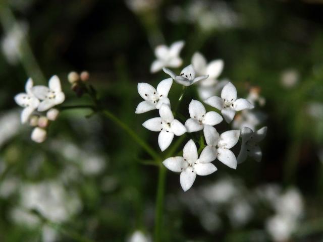 Svízel moravský (Galium valdepilosum Heinr. Braun), trojčetný květ (1)