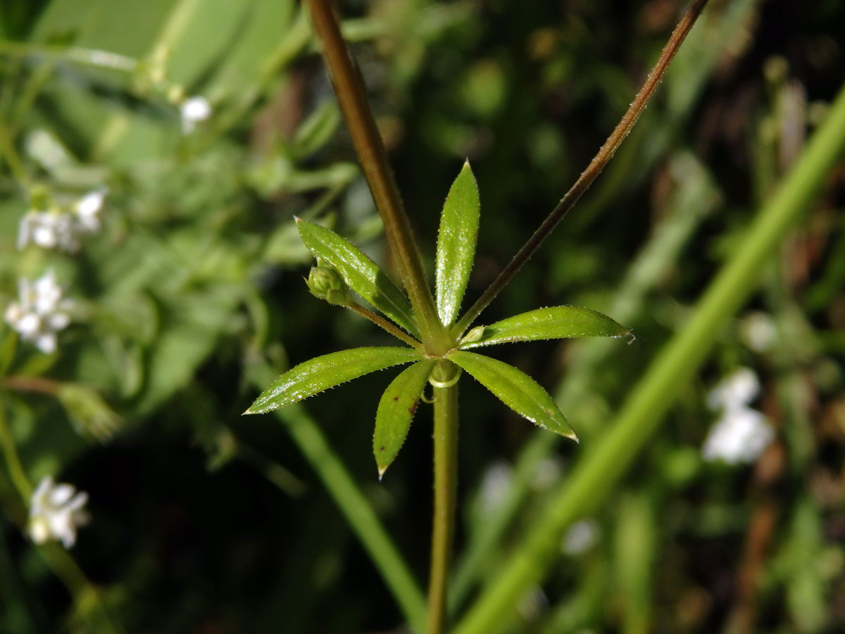 Svízel moravský (Galium valdepilosum Heinr. Braun)