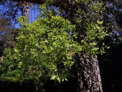 Dub korkový (Quercus suber L.)