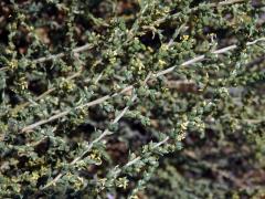 Slanobýl (Salsola vermiculata L.)