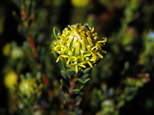 Leucadendron levisanus (L.) P. J. Bergius