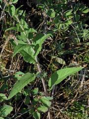 Zvonek boloňský (Campanula bononiensis L.)