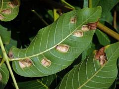 Hálky vlnovníka (Aceria tristriata)