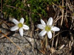 Písečnice (Arenaria multicaulis L.), šestičetný květ