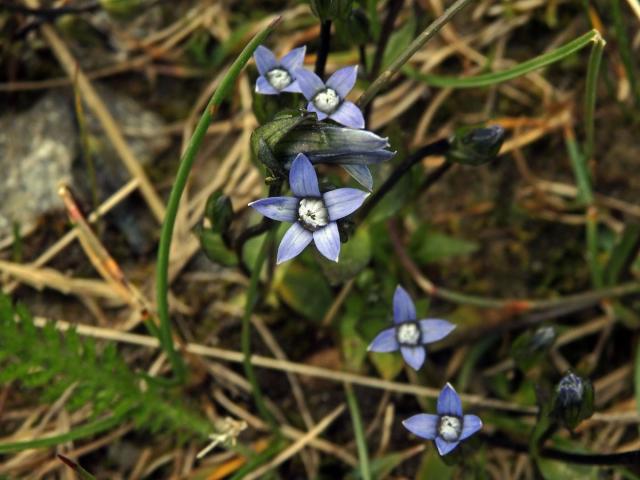 Hořkavka útlá (Comastoma tenellum (Rottb.) Toyok.) s pětičetným květem (1)