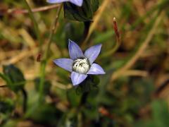 Hořkavka útlá (Comastoma tenellum (Rottb.) Toyok.) s pětičetným květem (2)