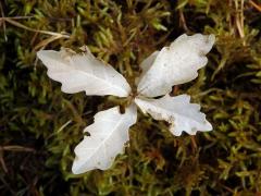 Dub letní (Quercus robur L.) - roční semenáček albín (5)