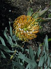 Leucospermum catherinae Compton