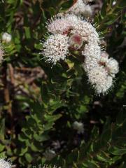 Leucospermum bolusii Gand.