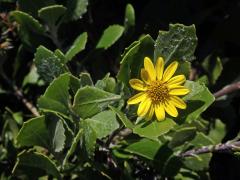 Chrysanthemoides Fabr.