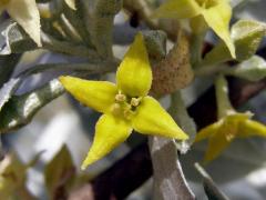 Hlošina úzkolistá (Elaeagnus angustifolia L.)