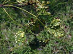 Hálky blanokřídlého hmyzu Quadrastichus na zarděnici (Erythrina lysistemon L.)