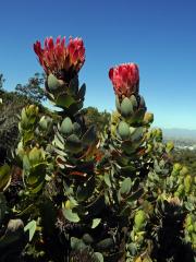 Protea (Protea eximia (Salisb. ex Knight) Fourc.)
