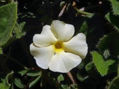 Thunbergie (Thunbergia atriplicifolia E. Mey. ex Nees)