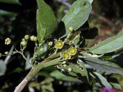 Čeleď: Achariaceae Harms  