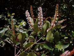 Čeleď: Cunoniaceae R. Br.  
