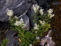 Libavka (Gaultheria crassa Allan)