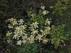 Libavka (Gaultheria crassa Allan)