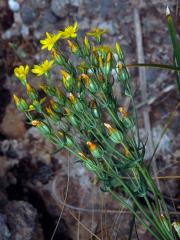 Žlutnice špičatá (Blackstonia acuminata (E. D. J. Koch et Ziz) Domin)
