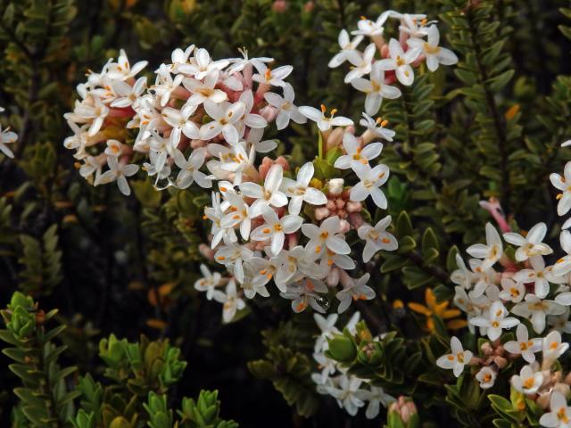Pimelea buxifolia Hook. f.