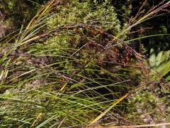Gahnia pauciflora Kirk 