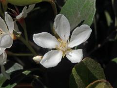 Jehlicovka okoličnatá (Rhaphiolepis umbellata (Thunb.) Makino)