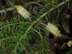 Akácie (Acacia verticillata (L'Hér.) Willd.)    