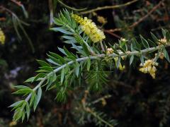 Akácie (Acacia verticillata (L'Hér.) Willd.)