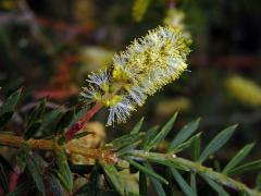 Akácie (Acacia verticillata (L'Hér.) Willd.)