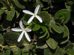 Carissa macrocarpa (Ecklon) A. DC.), čtyřčetný květ (3)